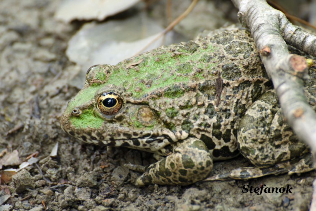 Id. Rana? Pelophylax sp. (Muggia, TS)